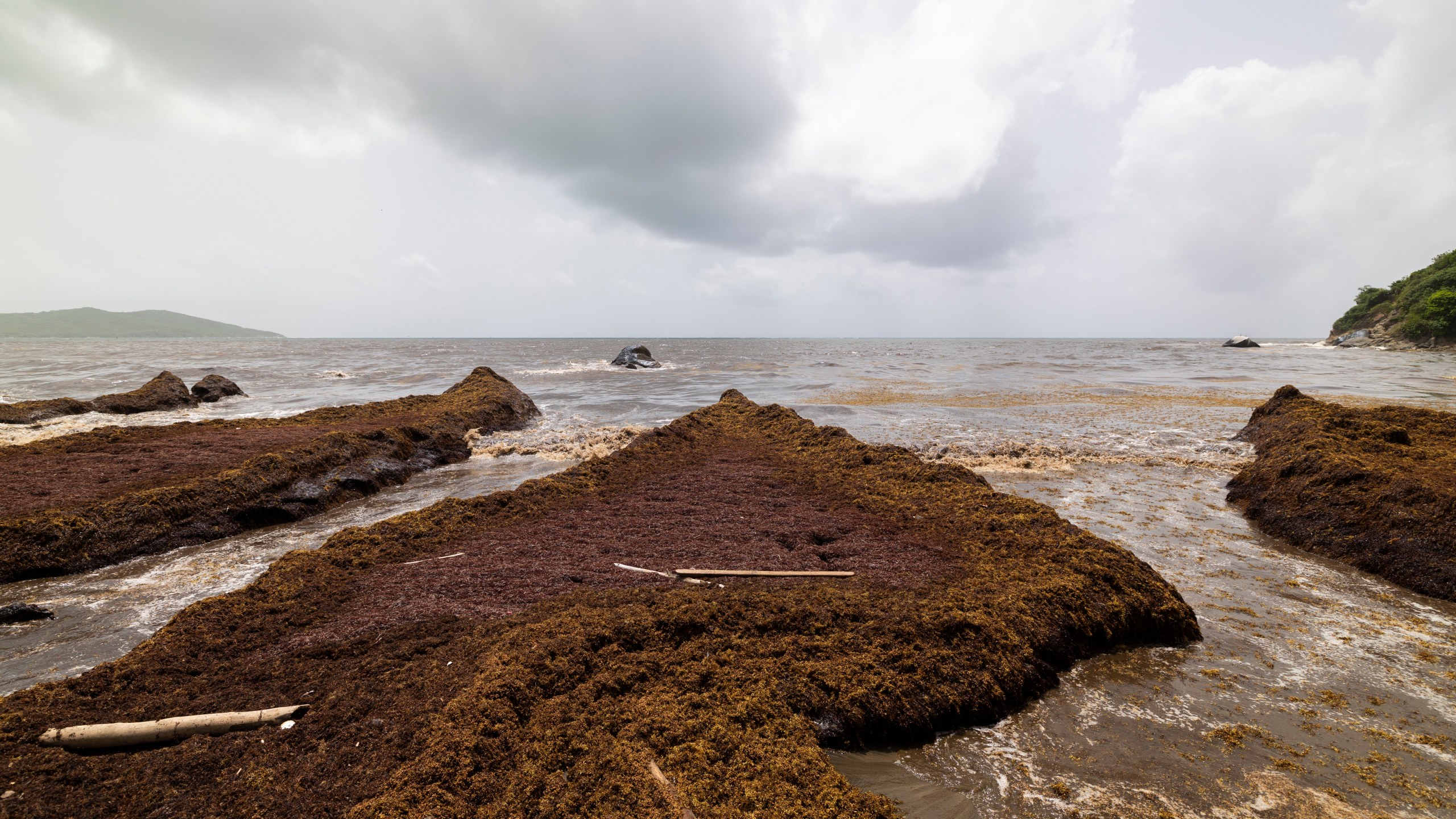 Sargassum gathers off the coast of Playa Lucía, Yabucoa, Puerto Rico, Monday, June 2, 2025. (AP Photo/Alejandro Granadillo)