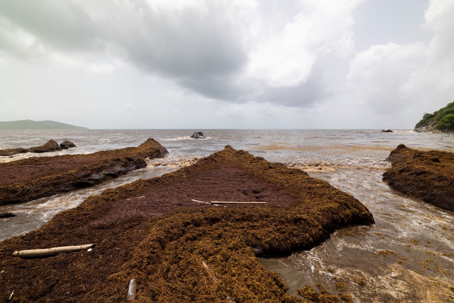 Sargassum gathers off the coast of Playa Lucía, Yabucoa, Puerto Rico, Monday, June 2, 2025. (AP Photo/Alejandro Granadillo)