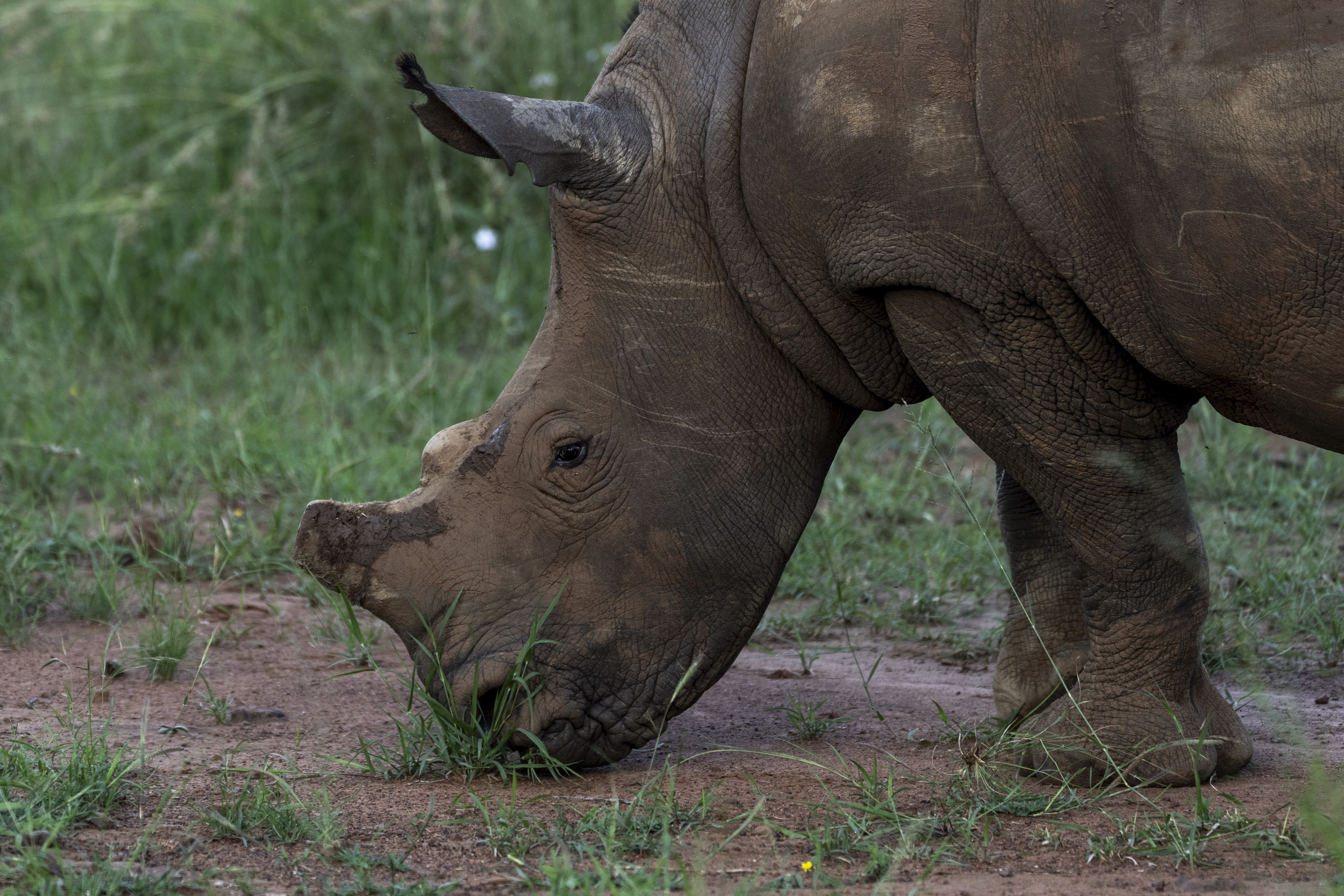A de-horned rhino grazes in South Africa's Pilanesberg National Park, Feb. 25, 2025. (AP Photo/Jerome Delay)