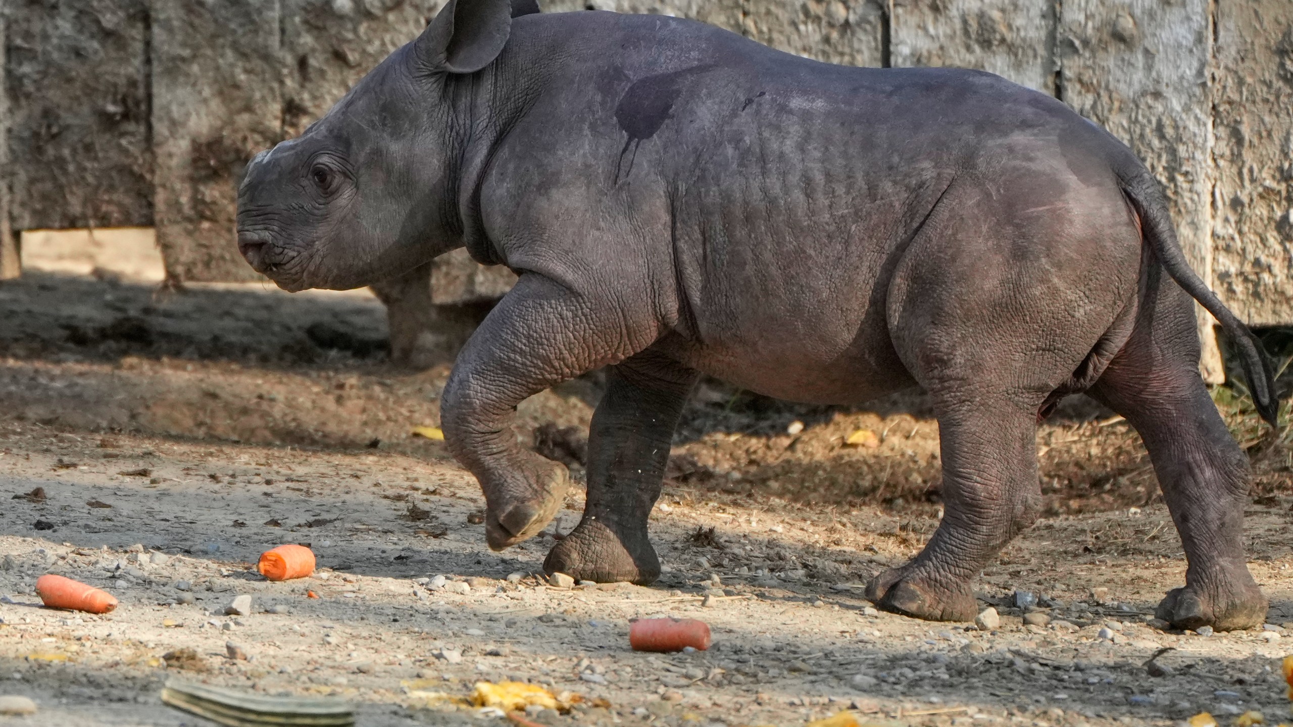 A male Eastern Black Rhino calf born Sept. 13, 2025, explores his surroundings Friday, Oct. 10, 2025 as he makes his public debut at the Cleveland Metroparks Zoo in Cleveland, Ohio. (AP Photo/Sue Ogrocki)