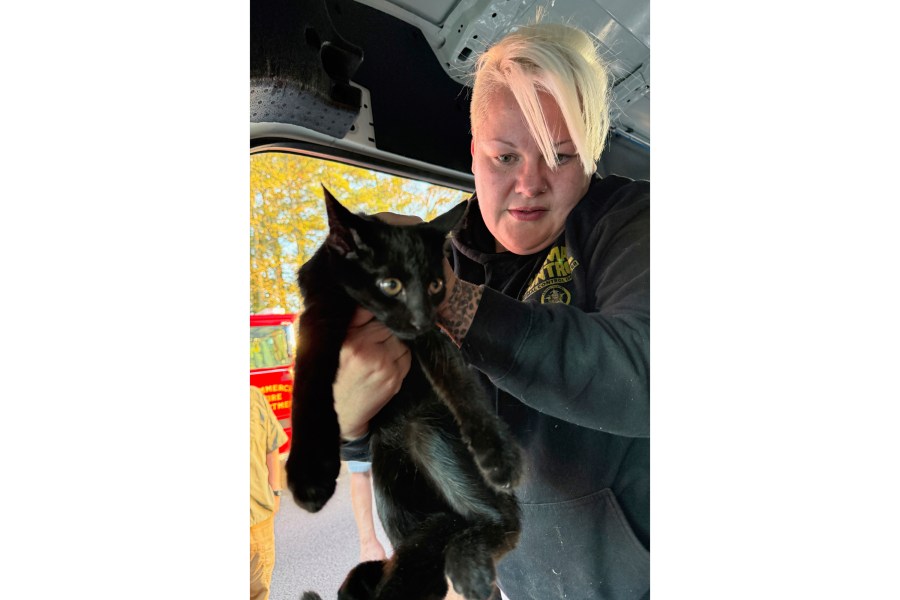 This photo provided by Tina Walden shows Holly Bennett, with Jackson County Animal Control, rescues a cat from a crash involving a semitrailer and a van that was being used by Furkids Animal Rescue and Shelters on an interstate in Jackson County, Ga., Monday, Oct. 13, 2025. (Tina Walden via AP)