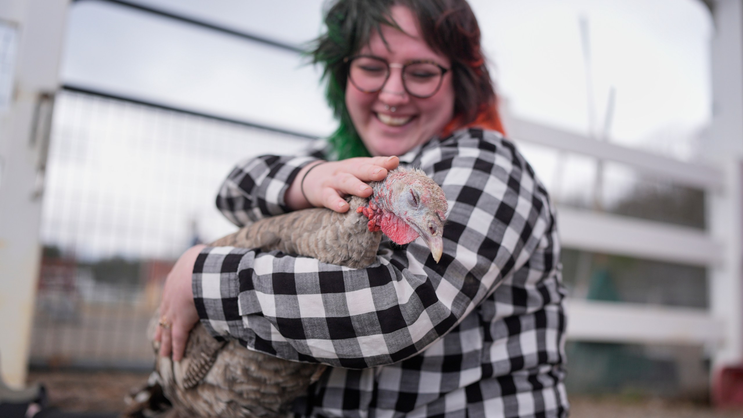 Jordan Gullotta pets a turkey during a cuddle therapy session at The Gentle Barn, Tuesday, Nov. 25, 2025, in Christiana, Tenn. (AP Photo/George Walker IV)