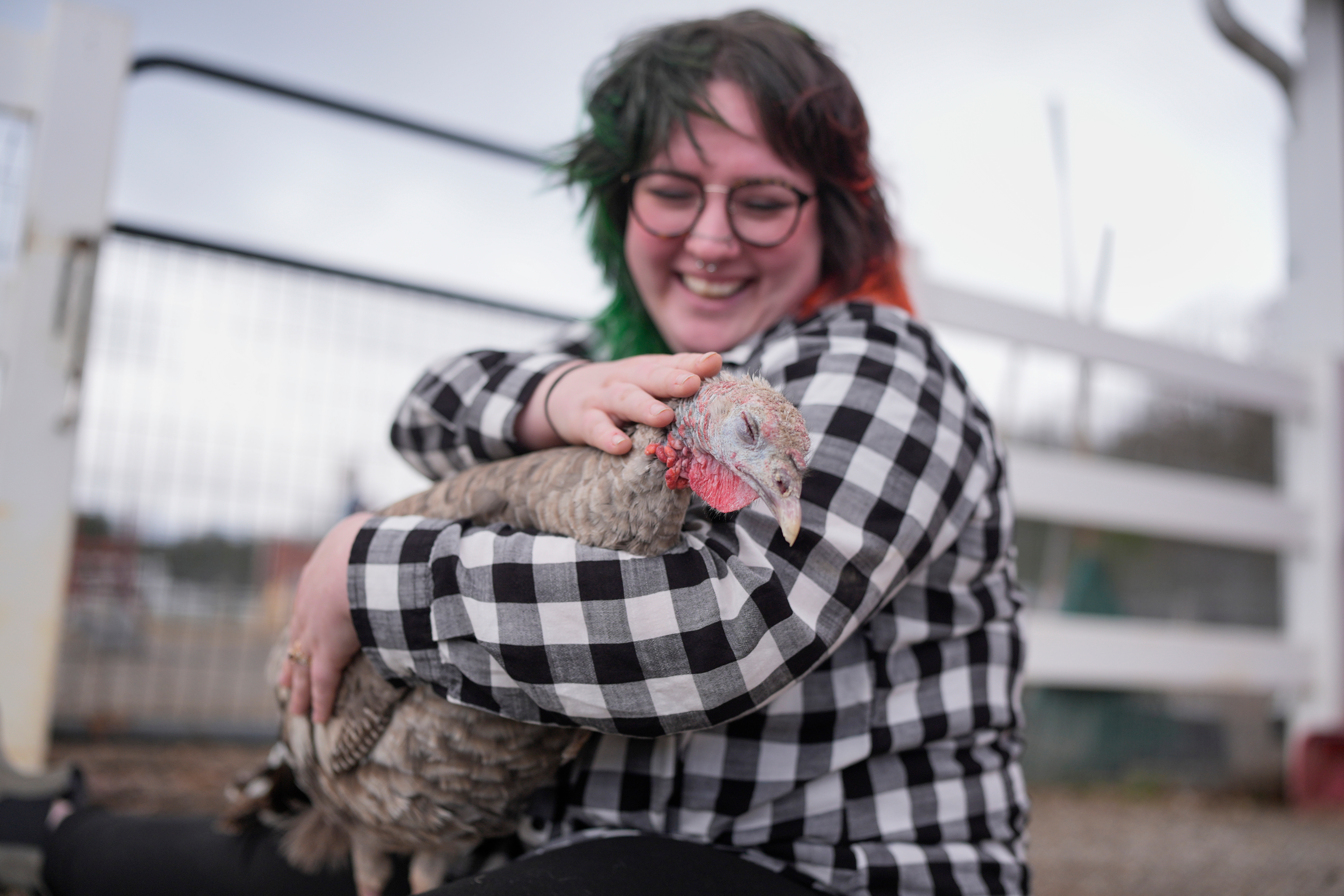 Jordan Gullotta pets a turkey during a cuddle therapy session at The Gentle Barn, Tuesday, Nov. 25, 2025, in Christiana, Tenn. (AP Photo/George Walker IV)