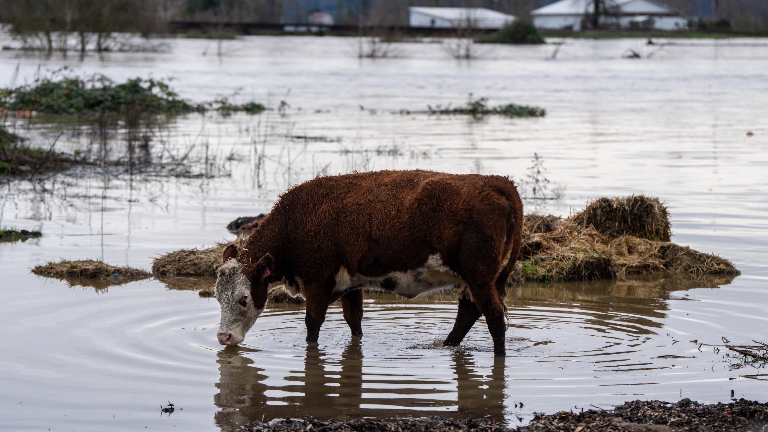 A cow drinks from the flooded Snohomish River in Snohomish, Wash., Thursday, Dec. 11, 2025. (AP Photo/Stephen Brashear)